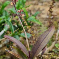 Polystachya concreta (Jacq.) Garay & H.R.Sweet